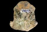Fossil Crocodile Vertebra - Aguja Formation, Texas #116662-1